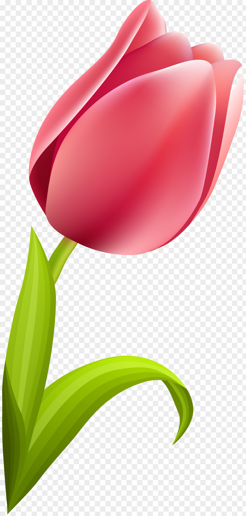 Tulip Flowering Plant Liliaceae PNG