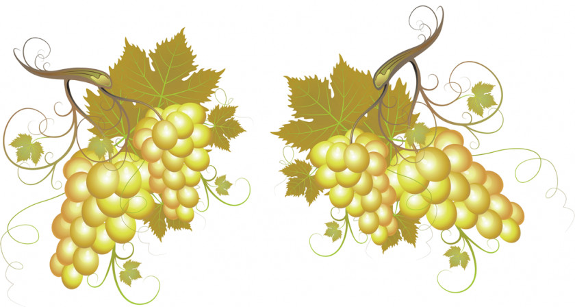 Wine Common Grape Vine White Champagne Red PNG