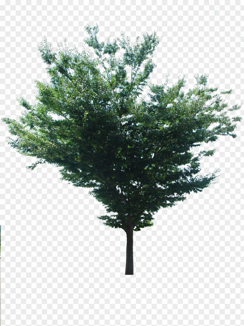 Albero Spruce Shrub PNG