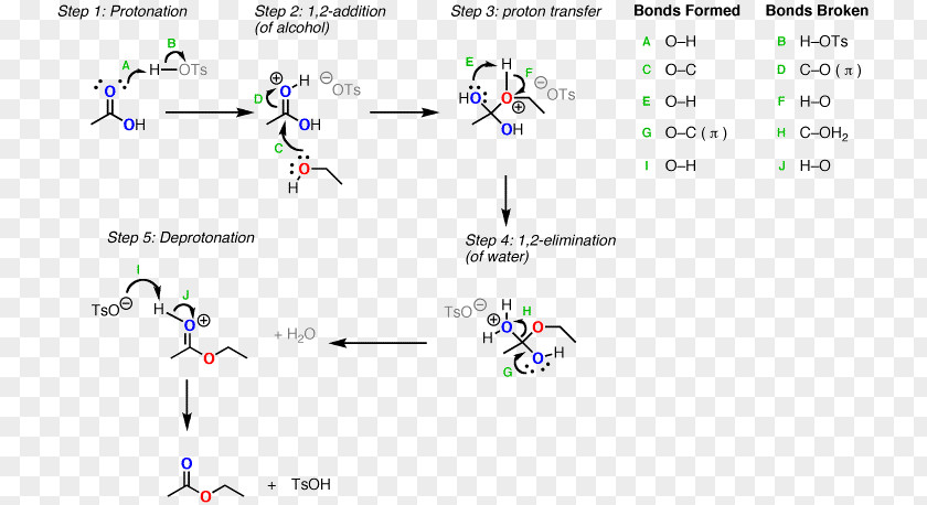 Fischer–Speier Esterification Carboxylic Acid Reaction Mechanism PNG