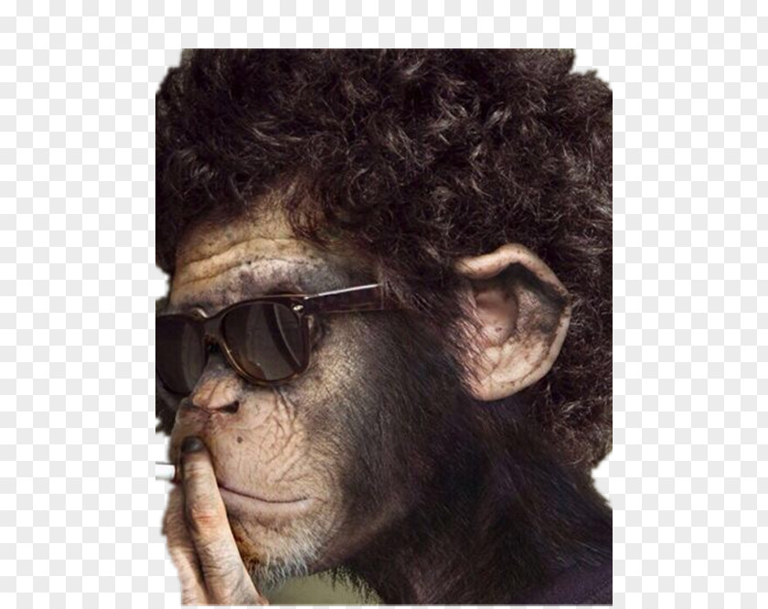 Glasses Smoking Orangutan Chimpanzee Gorilla Monkey Wallpaper PNG
