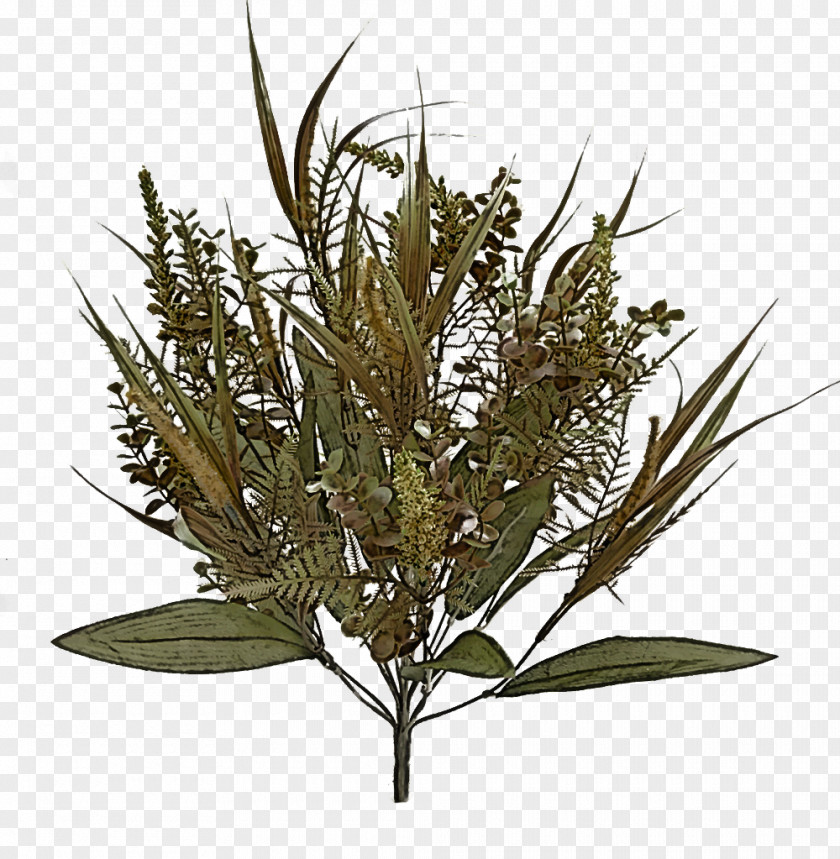 Grasses Tree PNG