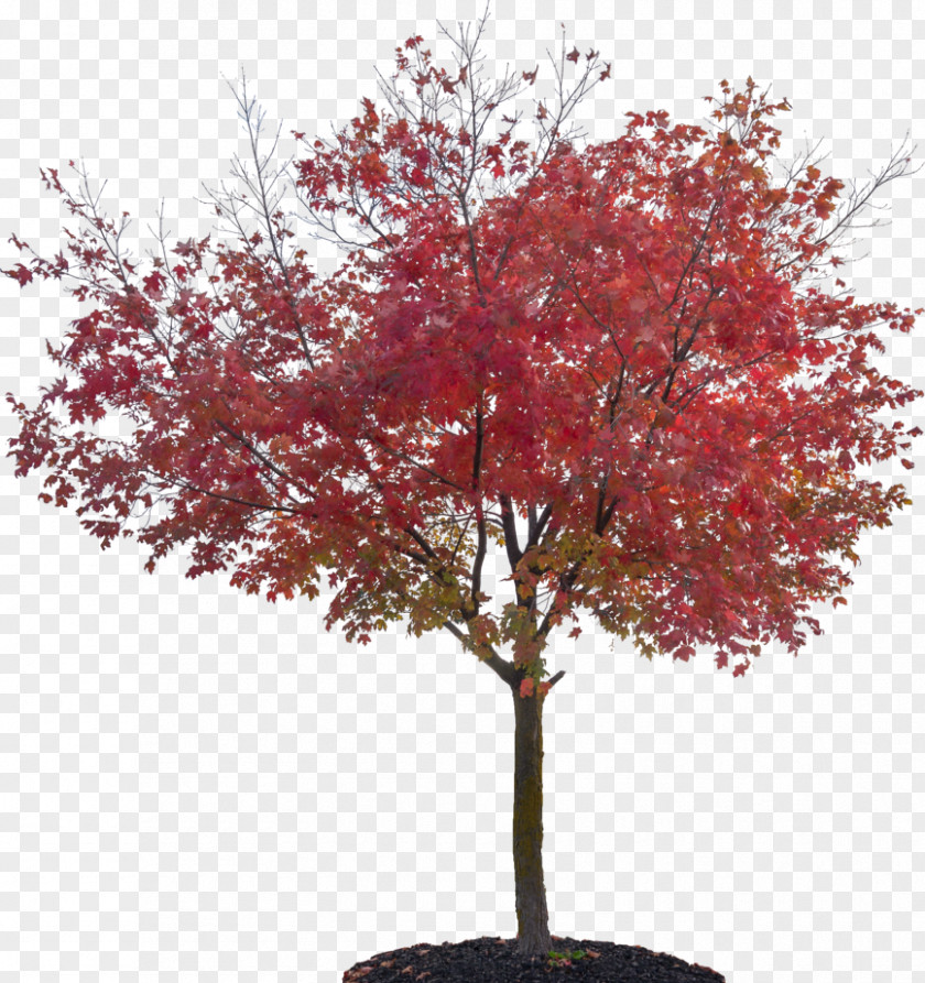 Love Tree Sugar Maple Red Japanese Plant PNG