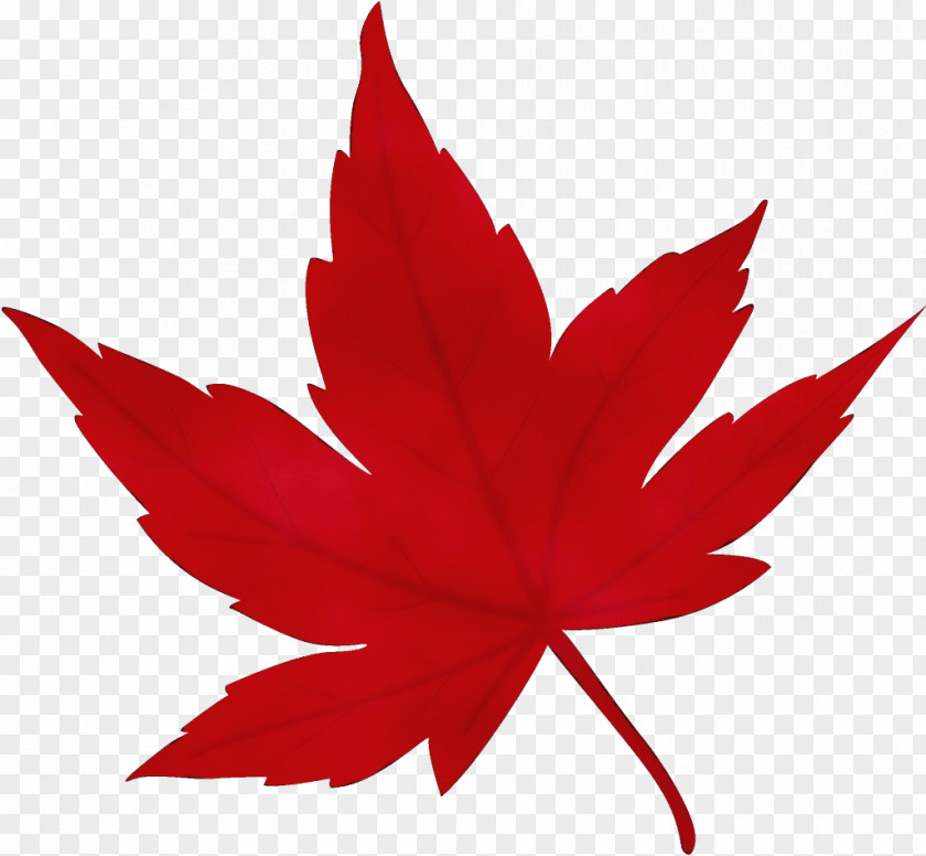 Maple Woody Plant Leaf PNG