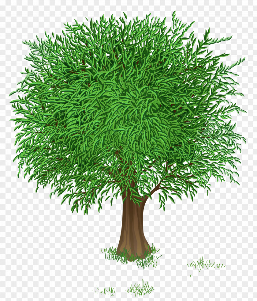 Tree Transparent Green Branch Clip Art PNG