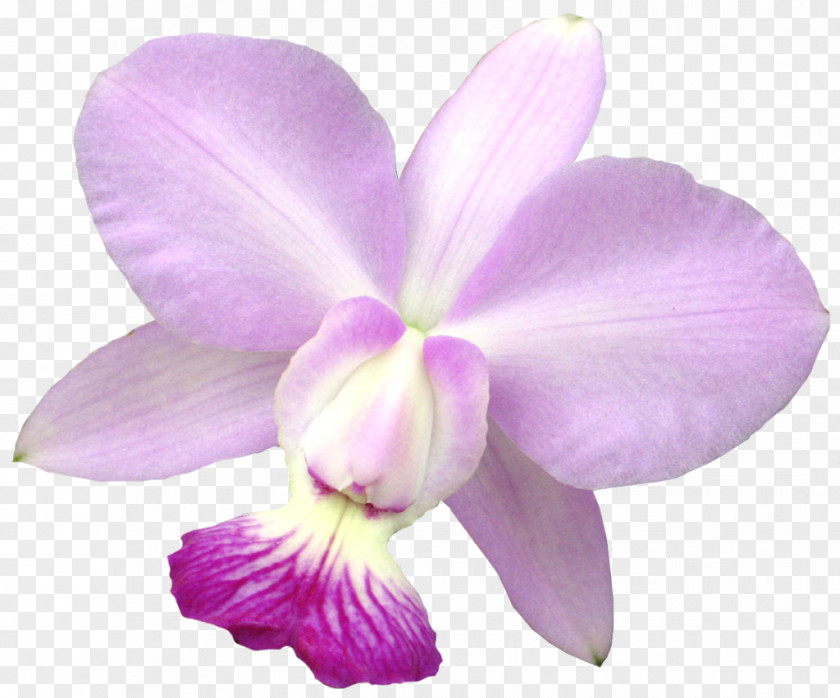 Tropical Flower Raster Graphics Clip Art PNG