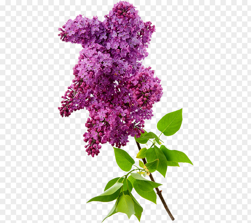 Common Lilac Photography Clip Art PNG
