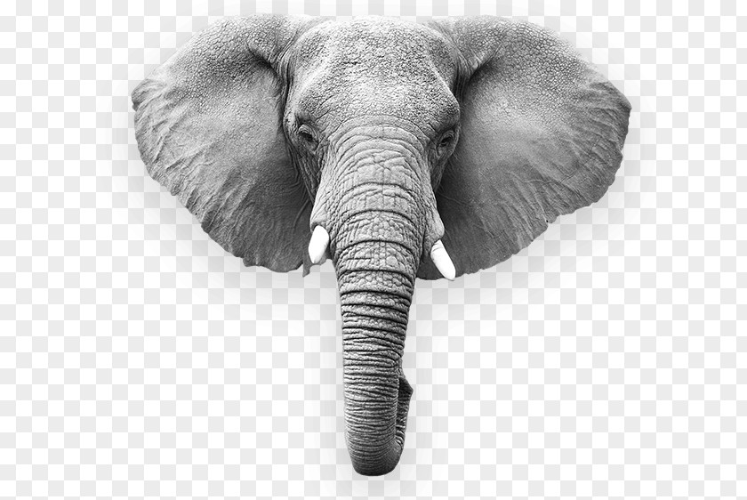 Elephant African Indian Megafauna Wildlife PNG