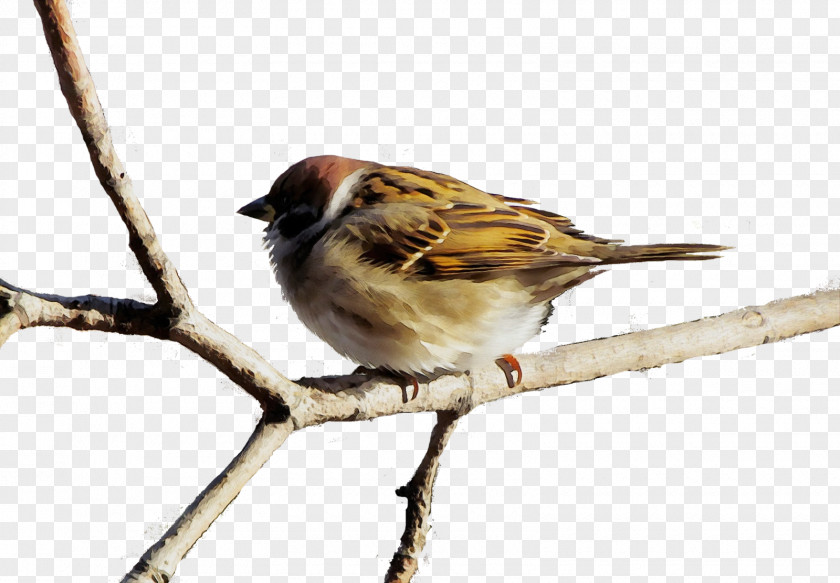 Finch Swamp Sparrow Bird House Beak Emberizidae PNG
