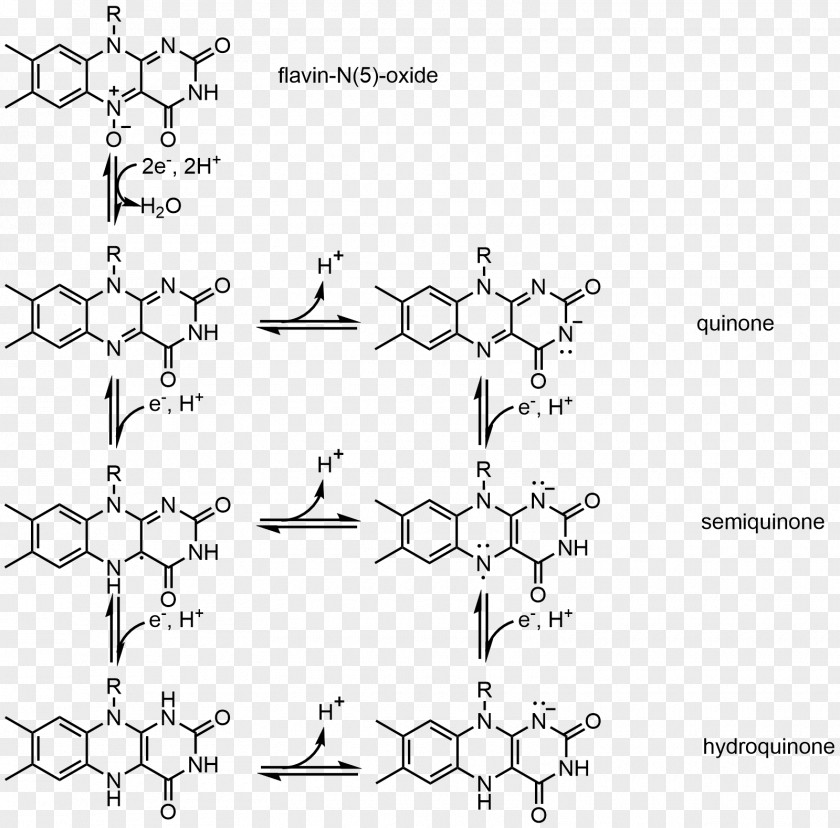 Flavin Adenine Dinucleotide Semiquinone Group Mononucleotide Redox PNG