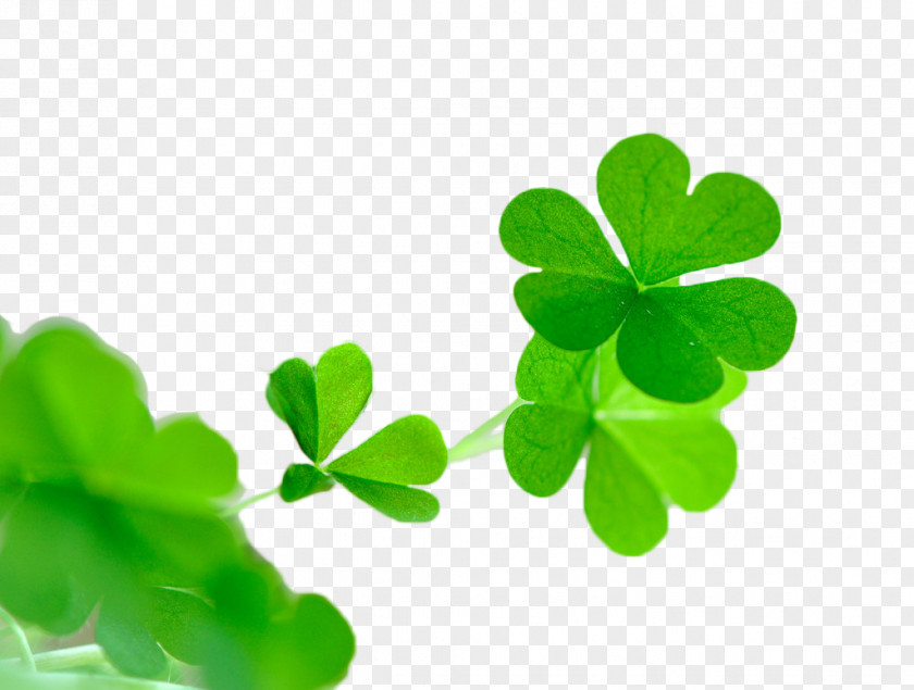 Green Clover White Red Four-leaf WeChat Avatar PNG
