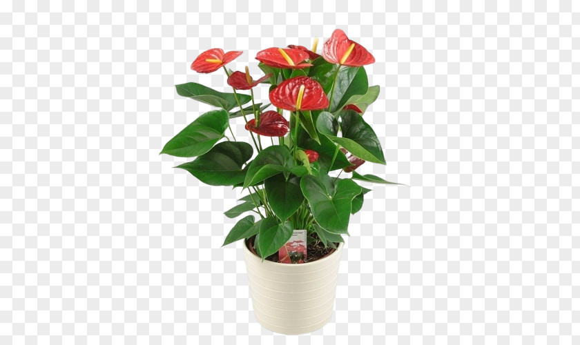 Impatiens Camellia Flower Flowering Plant Anthurium Flowerpot PNG