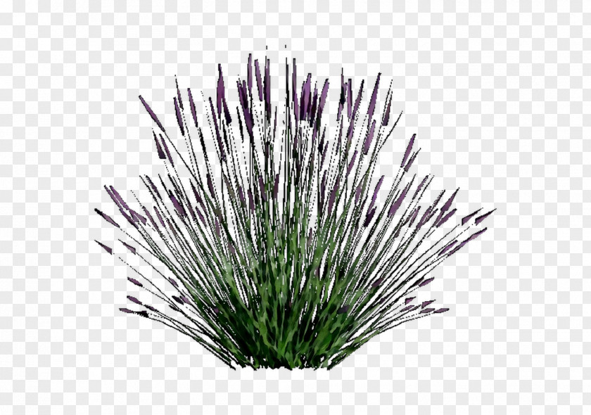 Purple Grasses PNG