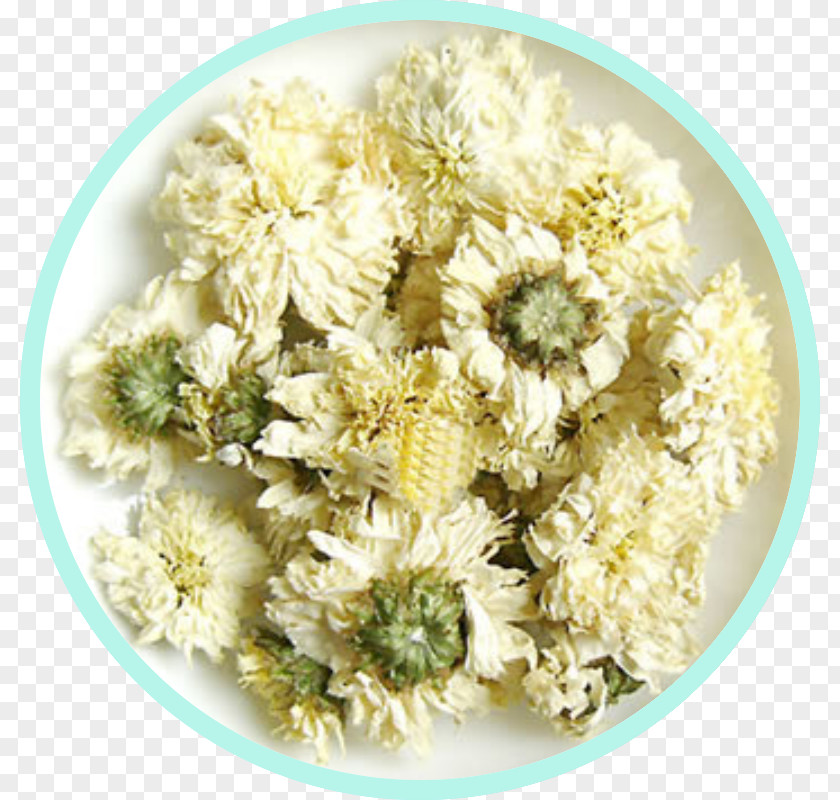 Tea Chrysanthemum Flowering ×grandiflorum PNG