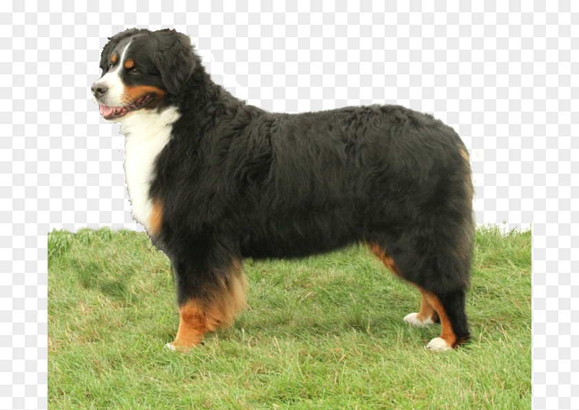 Bernese Mountain Dog Breed Greater Swiss Entlebucher English Shepherd PNG