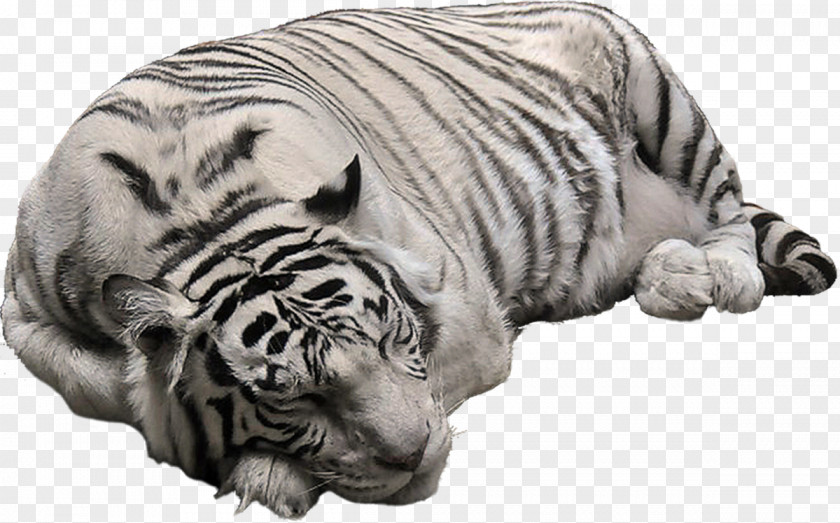 Cat White Tiger Bengal Clip Art PNG