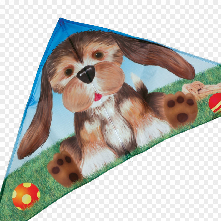 Exotic Wind Dog Breed Shih Tzu Puppy Companion Snout PNG