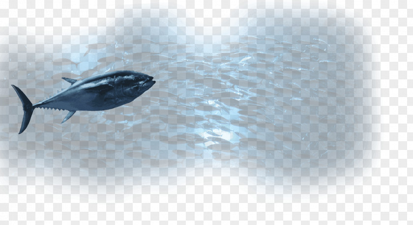 Leatherback Sea Turtle Dolphin Water Desktop Wallpaper Computer Sky Plc PNG