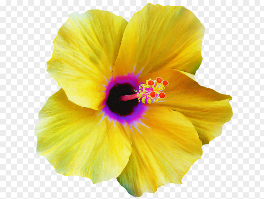 Petal Flower Yellow Hawaiian Hibiscus PNG