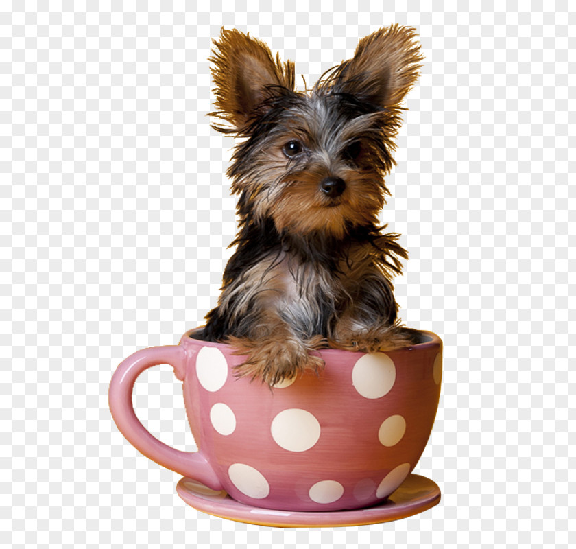 Cute Teacup Dogs Yorkshire Terrier Miniature Pinscher Maltese Dog Puppy PNG