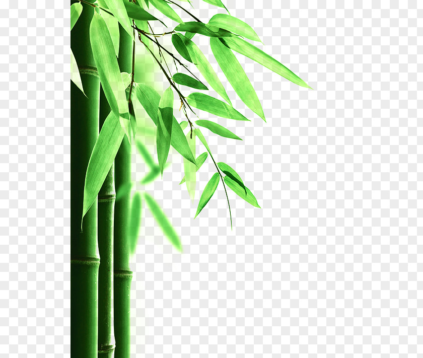Green Bamboo Floor Mattress Protector Pad Phyllostachys Edulis PNG