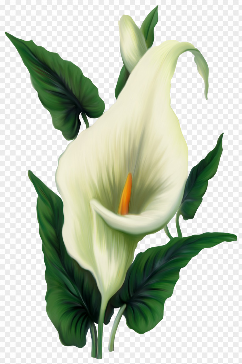 Calla Lily Picture Icon Computer File PNG