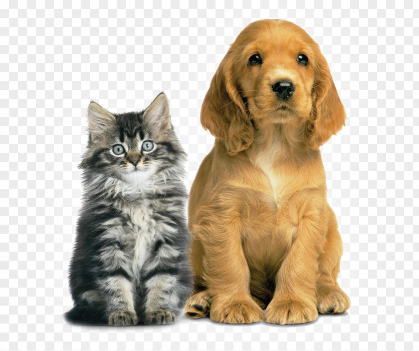 Dog Cat Veterinarian Pet PAAS Vinita PNG