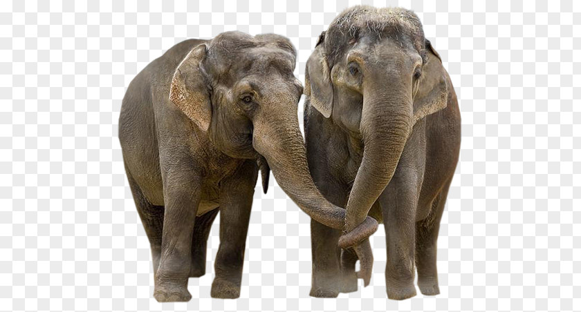 Elephant-border African Elephant Asian Elephantidae Desktop Wallpaper Tusk PNG