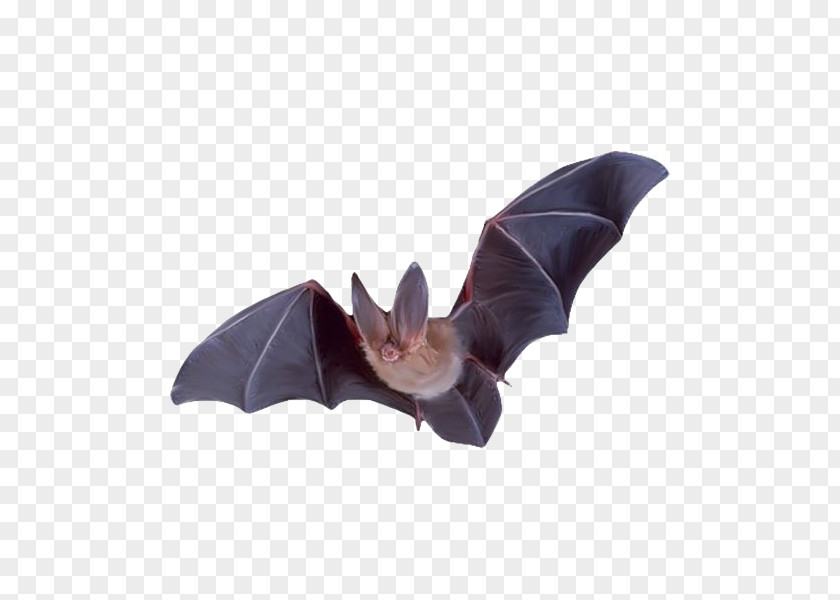 Flying Bat Batman Flight Colugo PNG