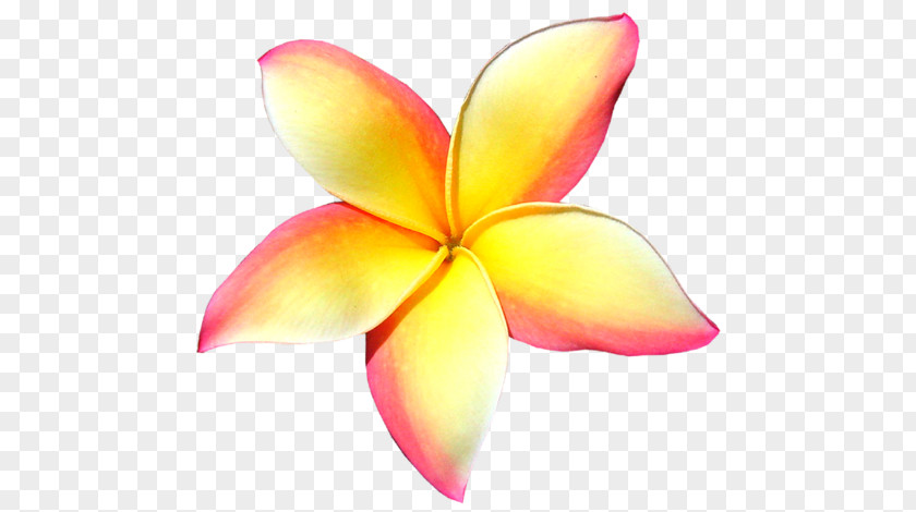 Frangipani Petal Flower Clip Art PNG