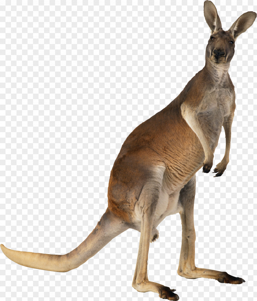 Kangaroo Australian-English, English-Australian American-English, English-American: A Two-way Glossary Of Words In Daily Use On Both Sides The Atlantic Australian English PNG