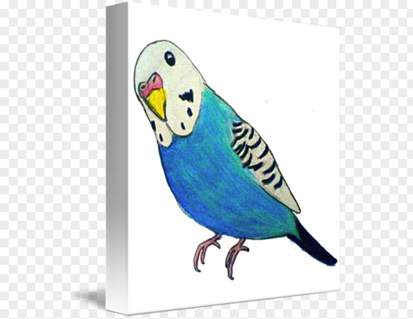 Parrot Budgerigar T-shirt Parakeet Drawing PNG