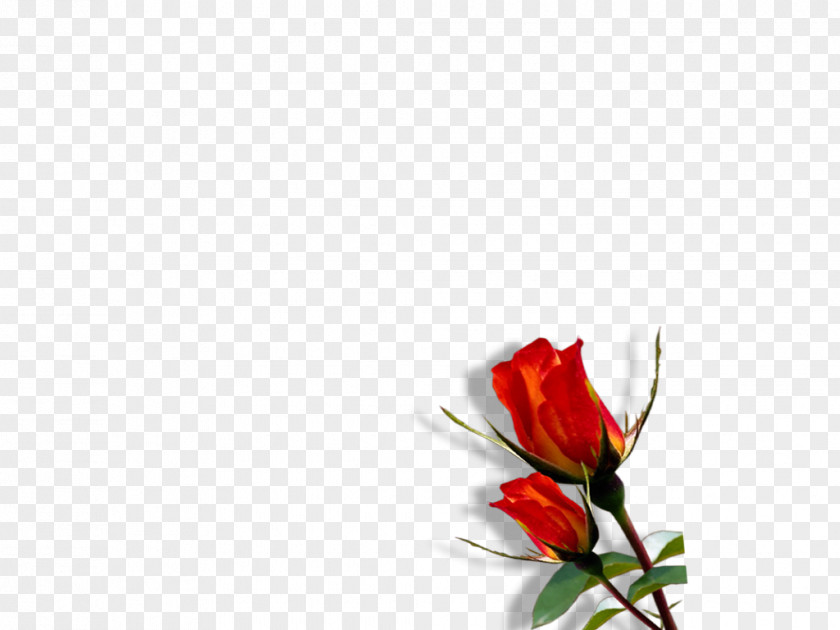 Photoshop Flower Desktop Wallpaper Floral Design PNG