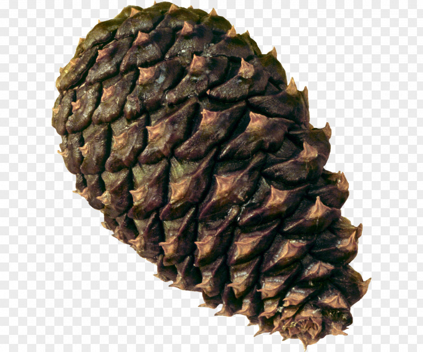 Pine Cone Material Spruce Conifer PNG