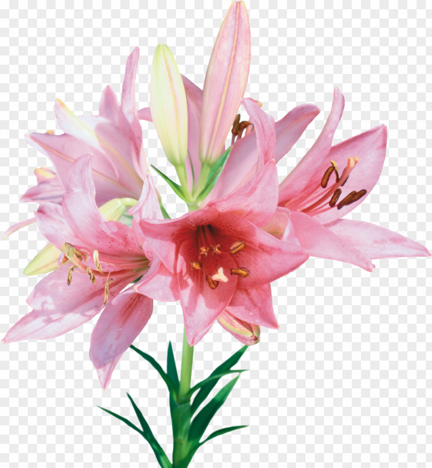 FLORES Flower Bouquet PNG