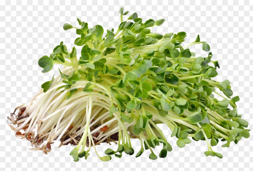 Medicago Sprouting Alfalfa Sprouts Microgreen Seed PNG