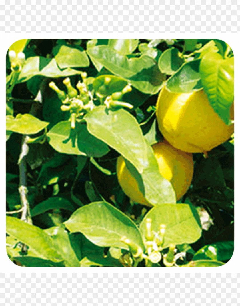 Oil Bergamot Essential Aromatherapy Orange PNG