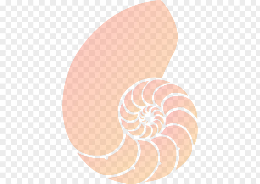 Beige Chambered Nautilus Pink Background PNG