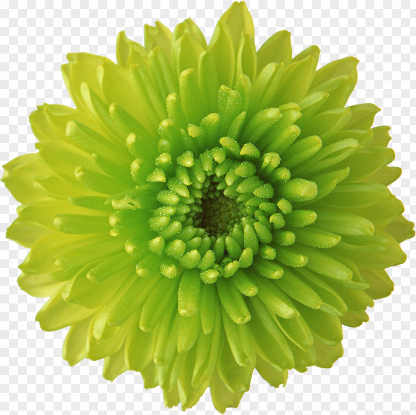 Chrysanthemum Flower Green Desktop Wallpaper Display Resolution PNG