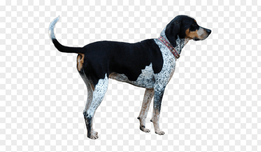 Coonhound Flag Treeing Walker English Foxhound American Black And Tan Harrier PNG