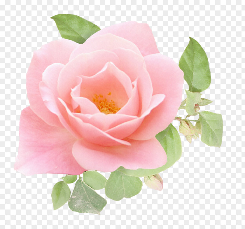 Garden Roses Image Clip Art Download PNG