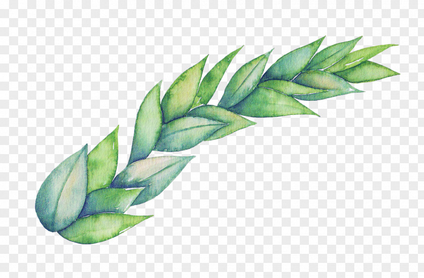 Green Wheat Download Clip Art PNG