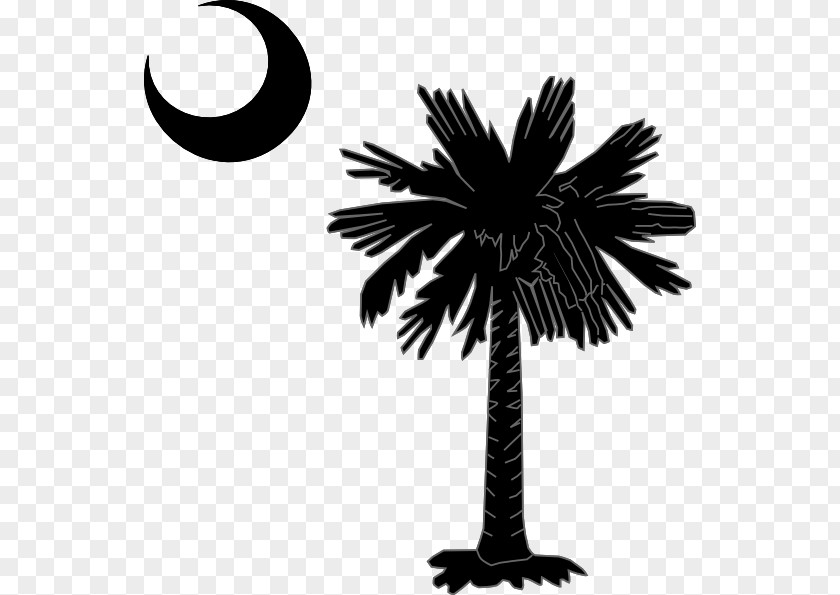 Large Coconut Tree Sabal Palm Arecaceae South Carolina Clip Art PNG