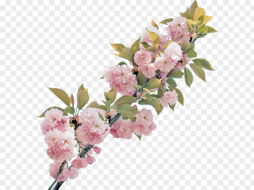 Magnolia Border Cut Flowers Floral Design Rose Blossom PNG