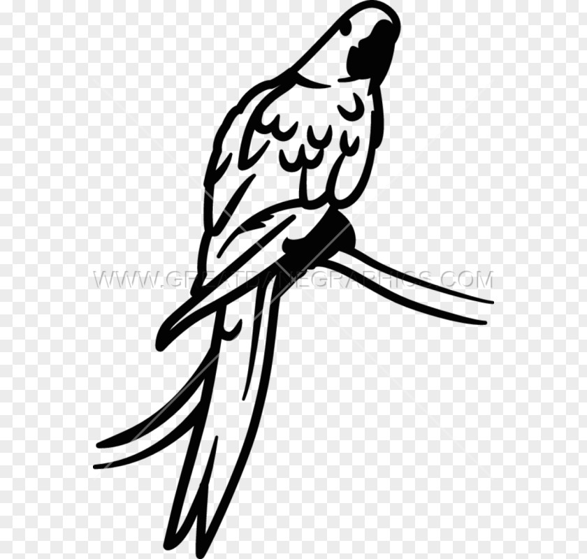 Bird Clip Art Beak Parrot Hyacinth Macaw PNG