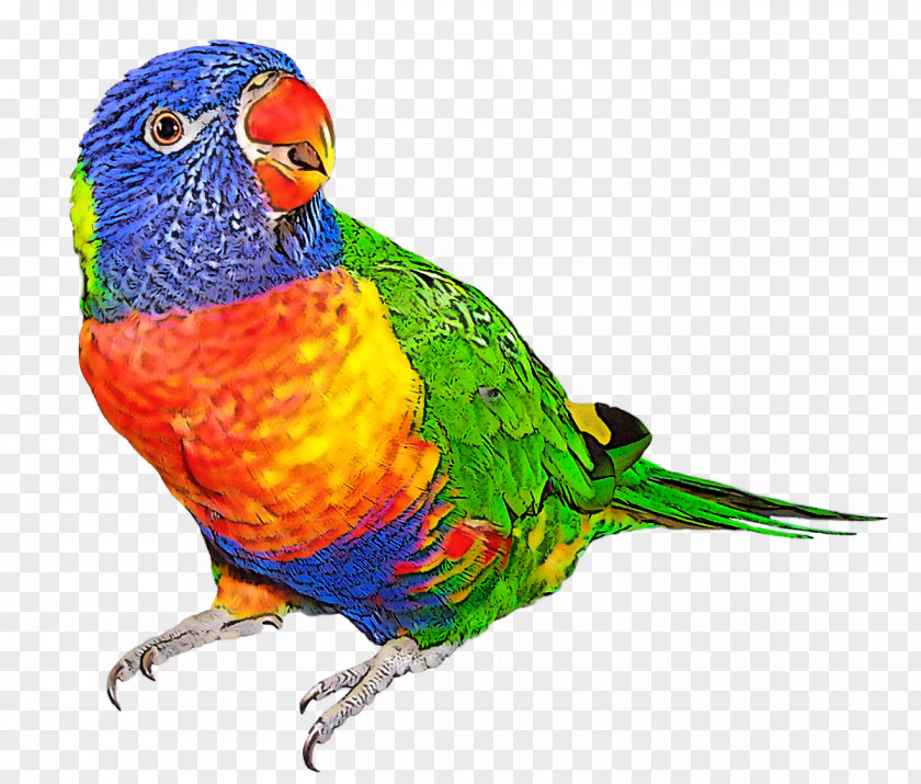 Bird Lorikeet Parrot Beak Budgie PNG