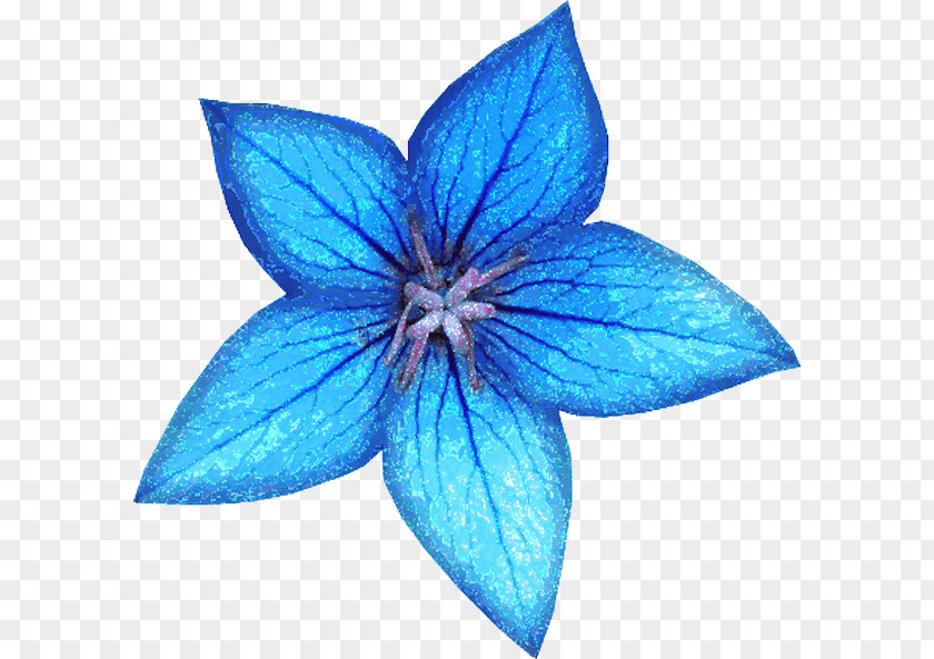 Flower Blue Bouquet White Image PNG