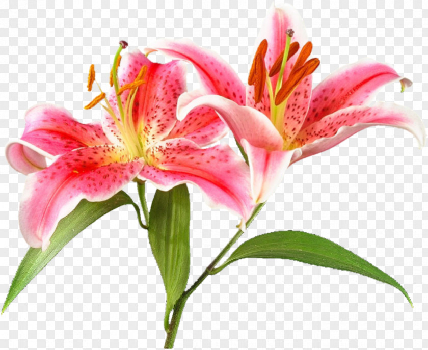 Lily Flower Garden Roses Clip Art PNG