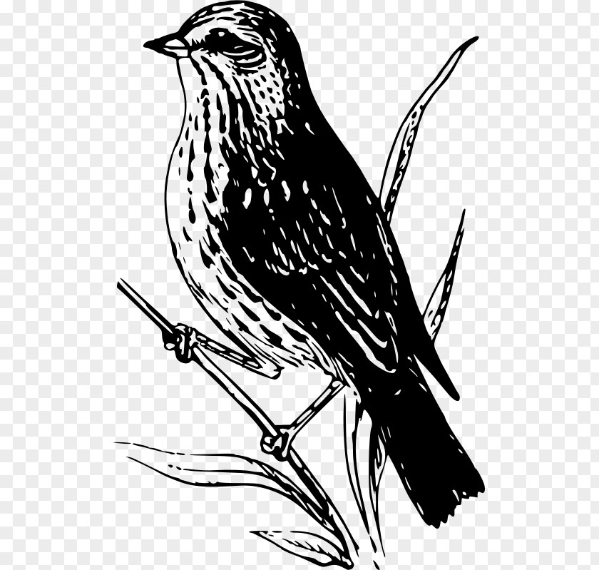 Sparrow Bird Clip Art PNG