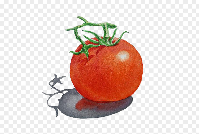 Tomato Art Watercolor Painting Illustration PNG